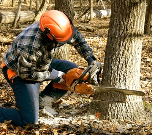 Tree Removal in Hartford, IL